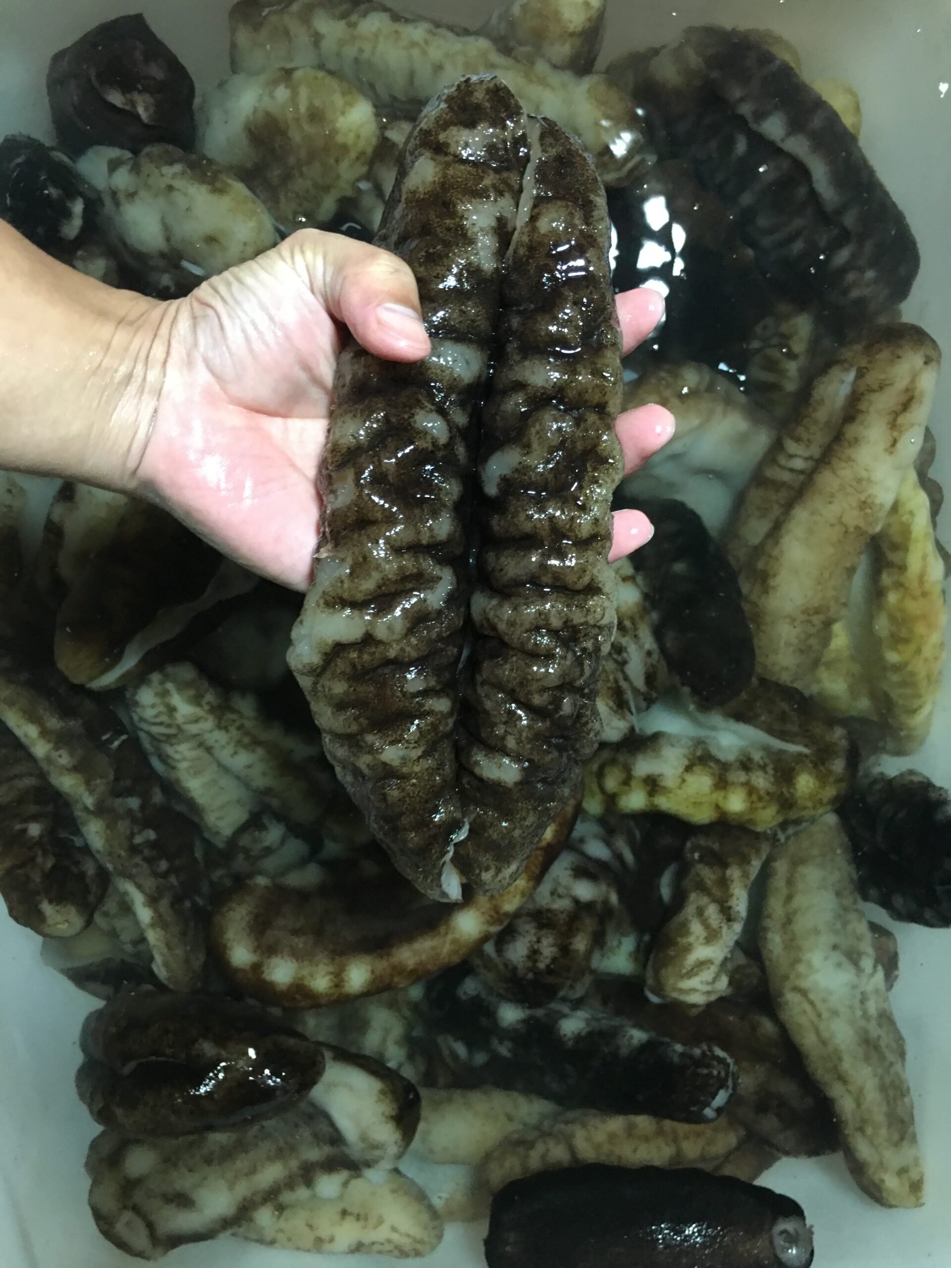  Teatfish