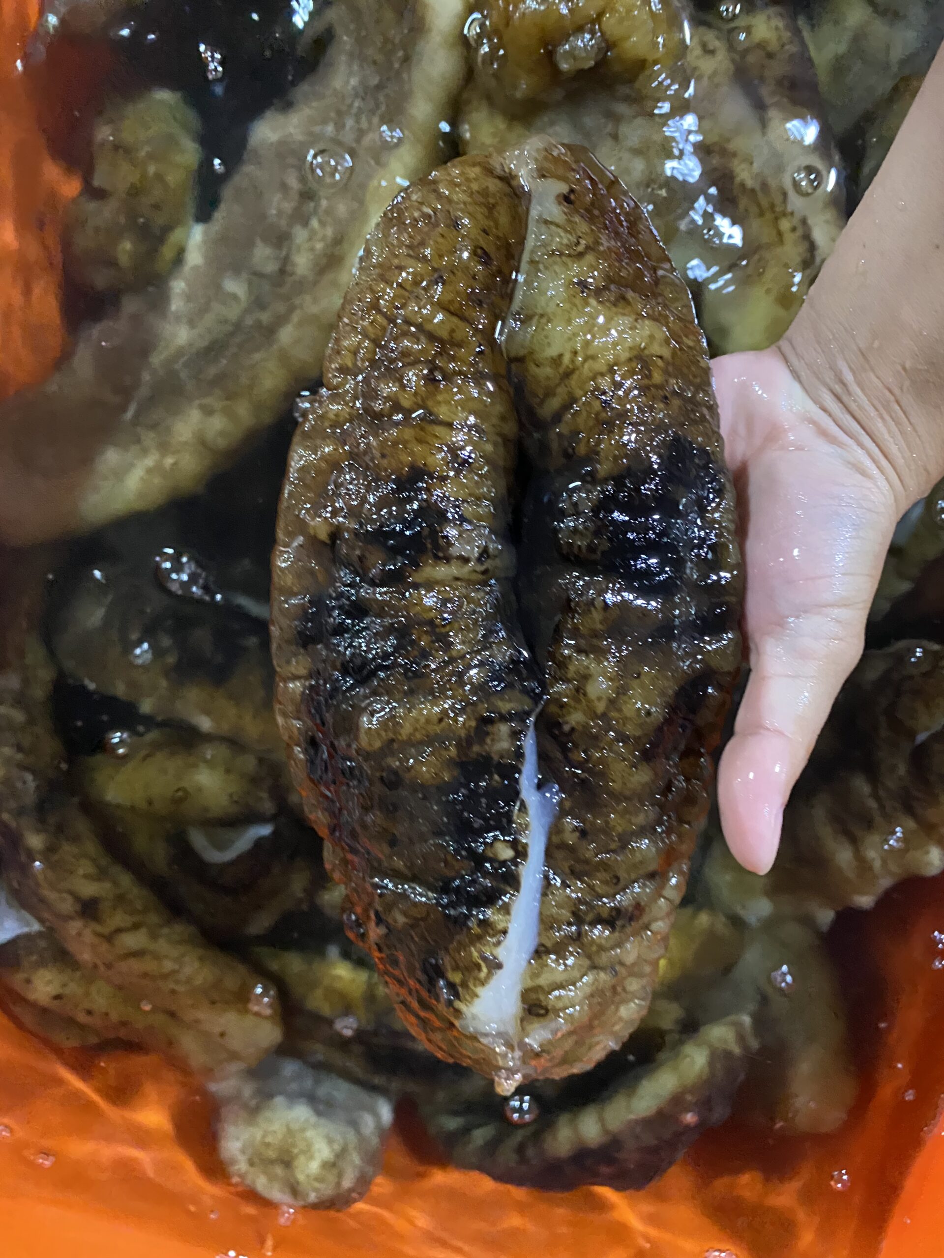  Teatfish