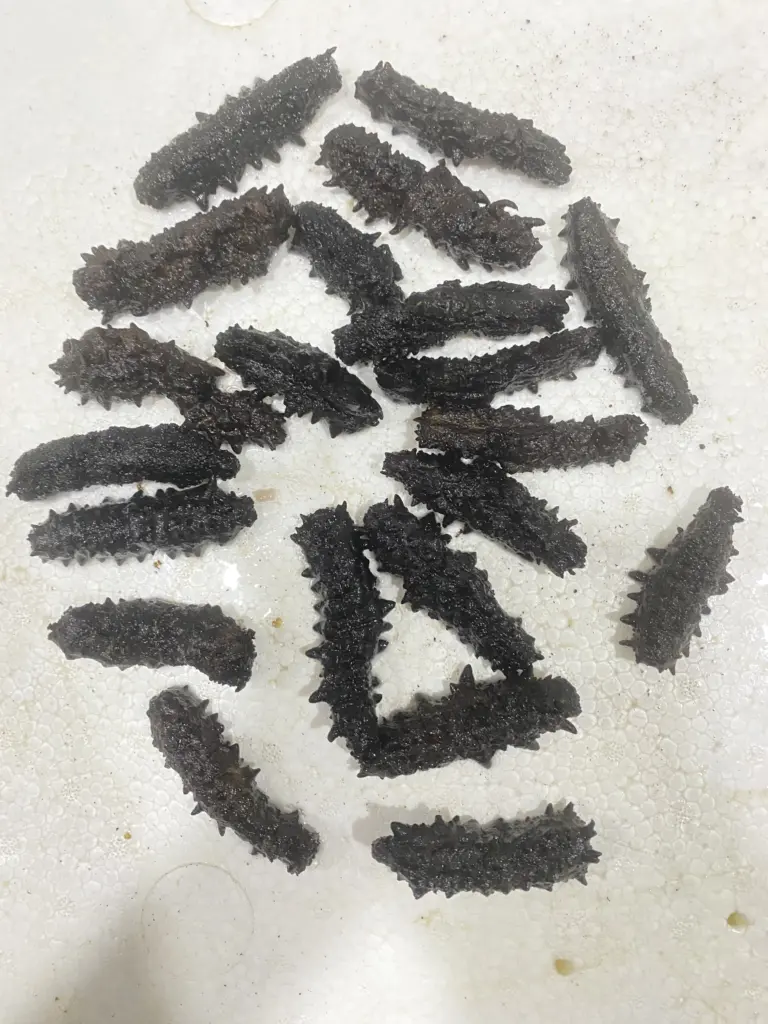 black_spiky_curryfish