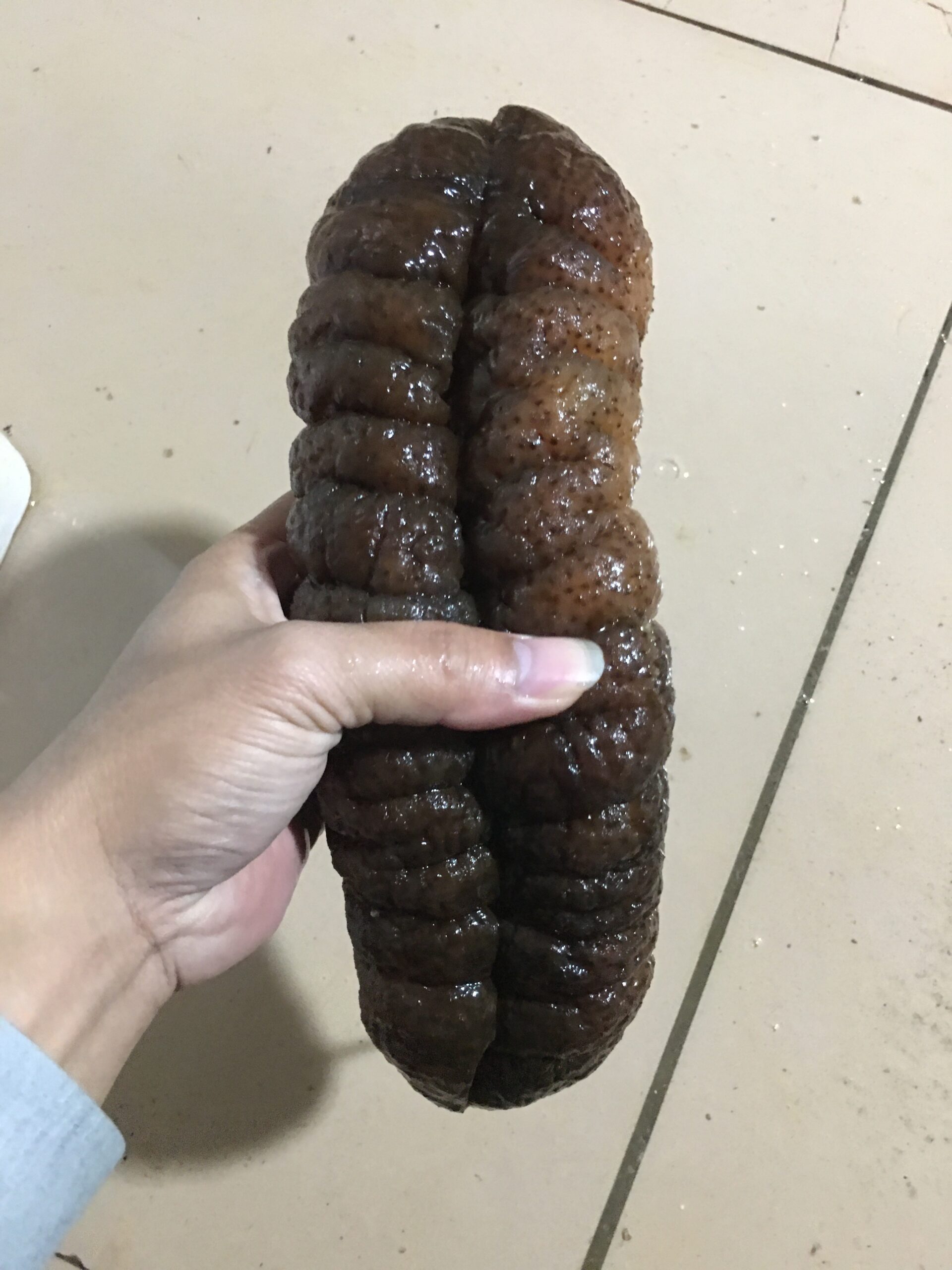 bigest_seacucumber