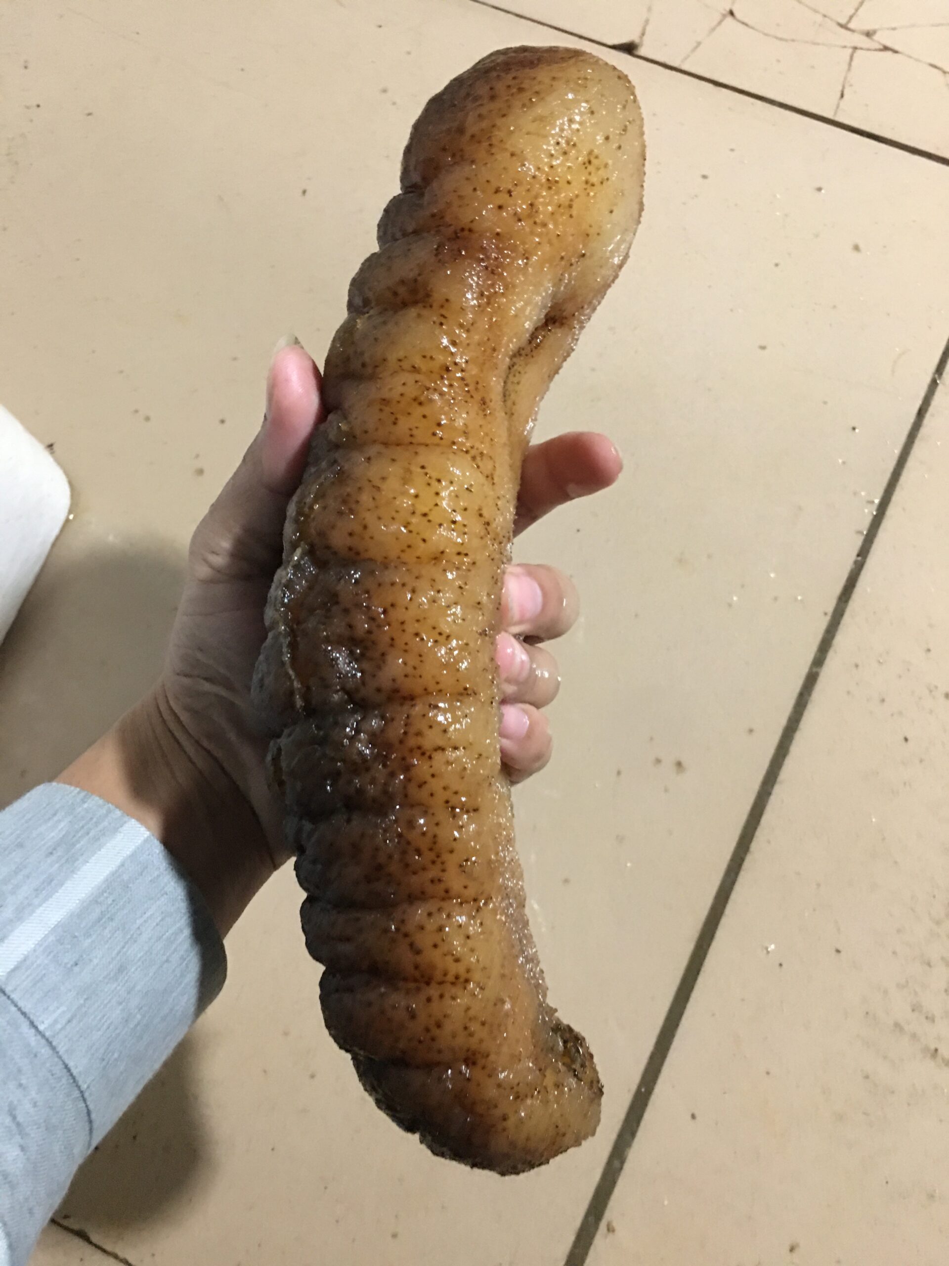 bigest_seacucumber