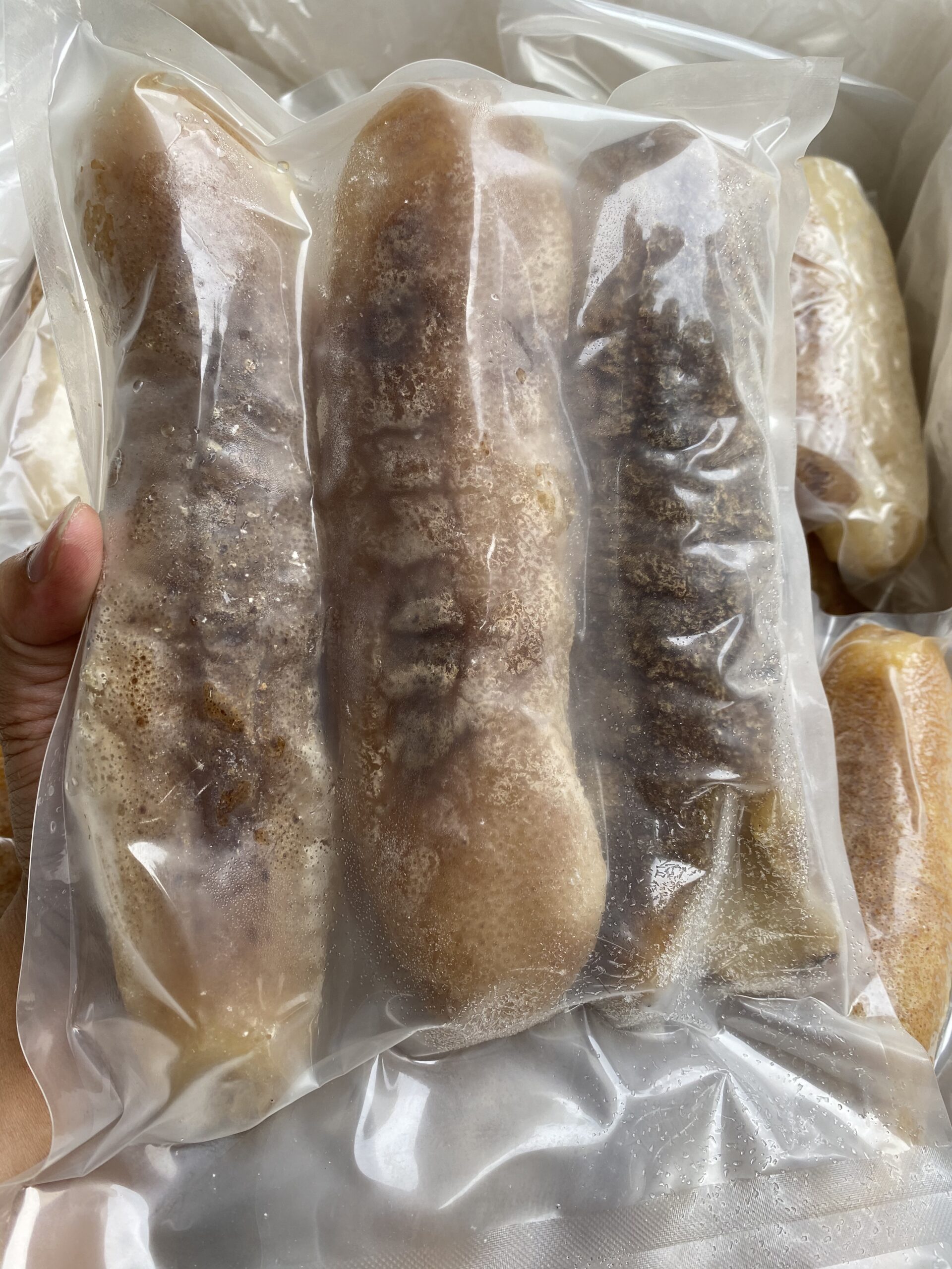  large_sandfish_chitiao