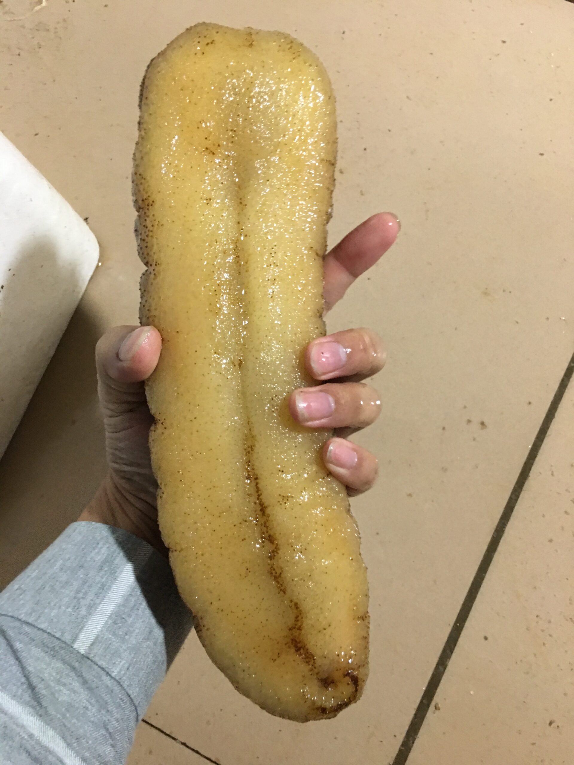 bigest_seacucumber
