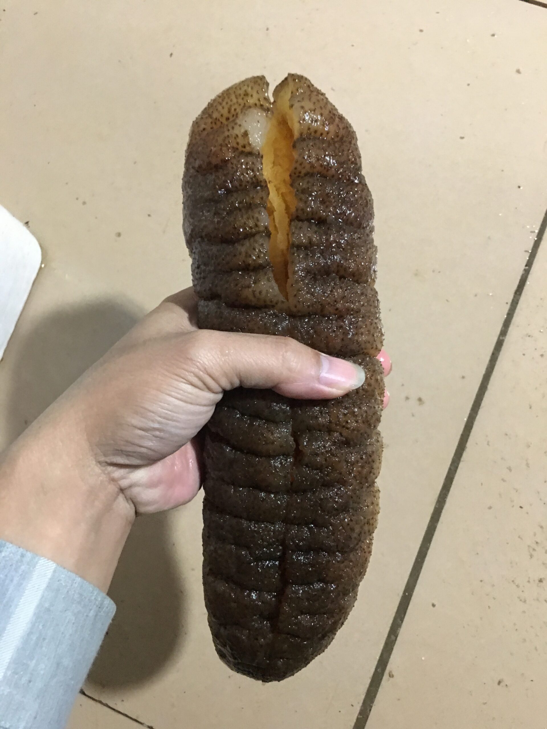 bigest_seacucumber