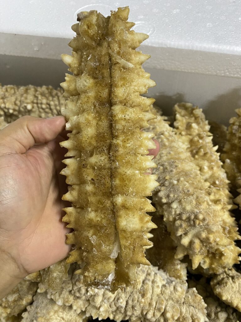  large_spiky_curryfish