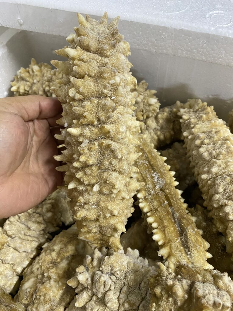  large_spiky_curryfish