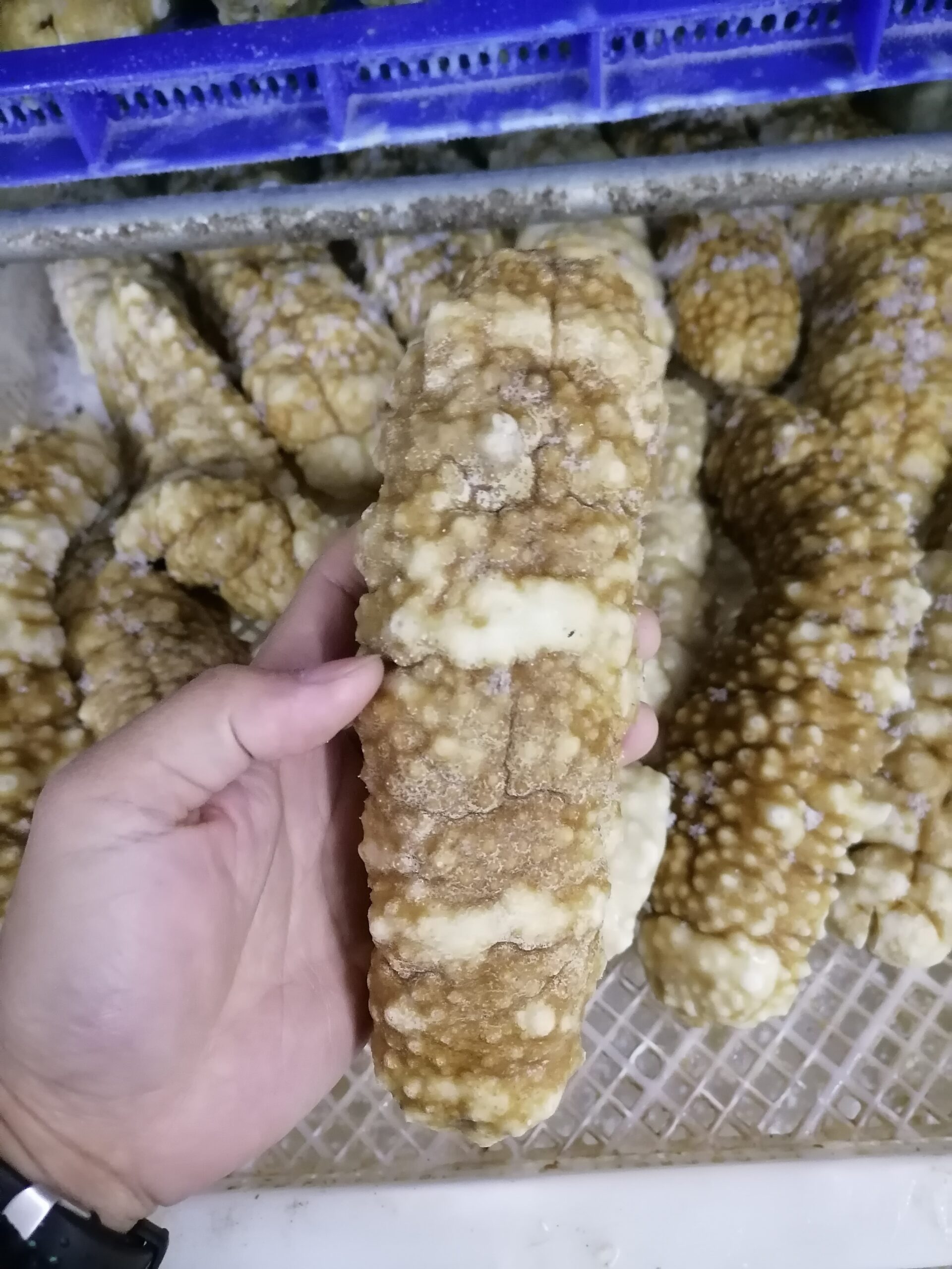  large_spiky_curryfish