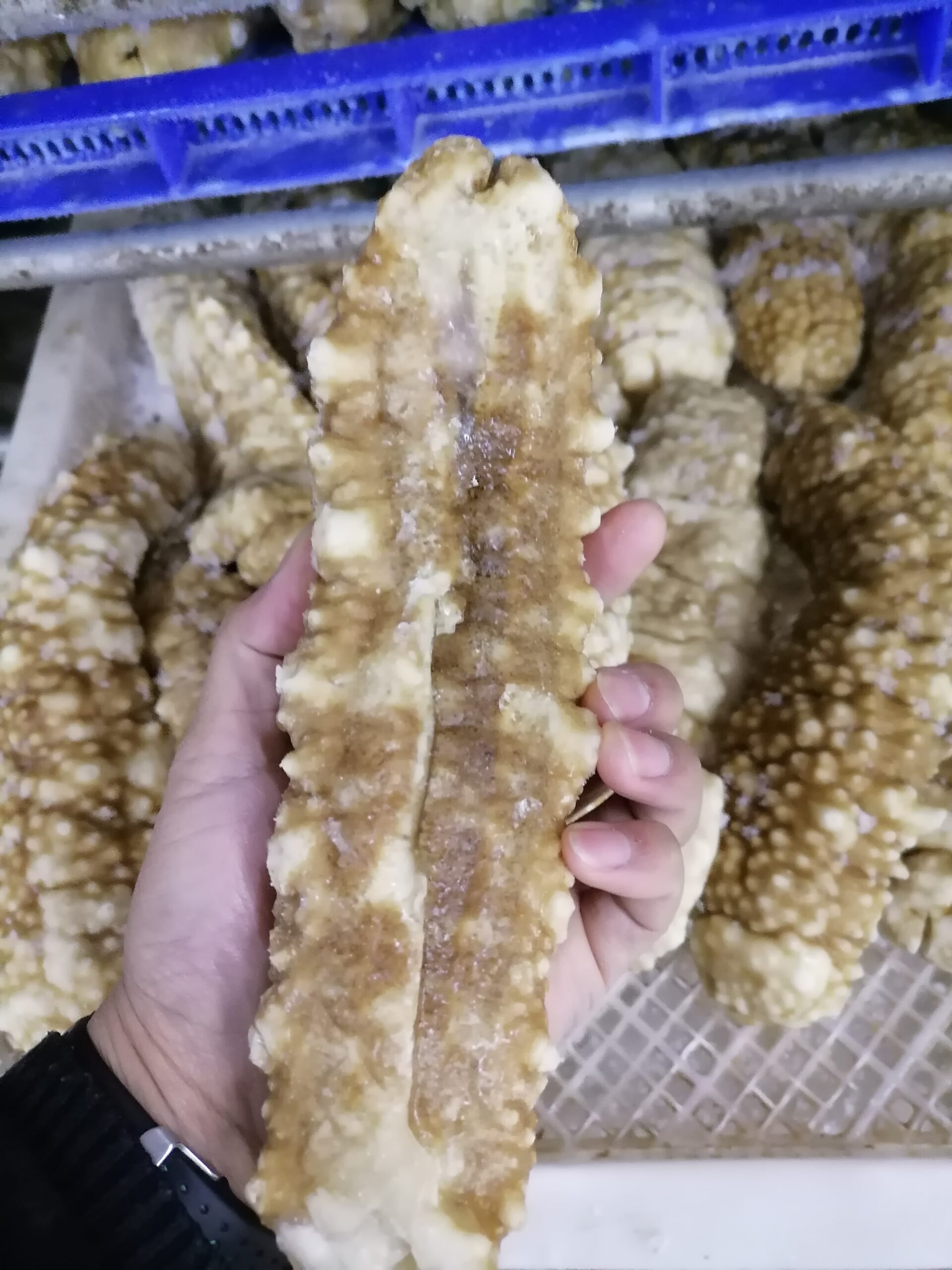  large_spiky_curryfish