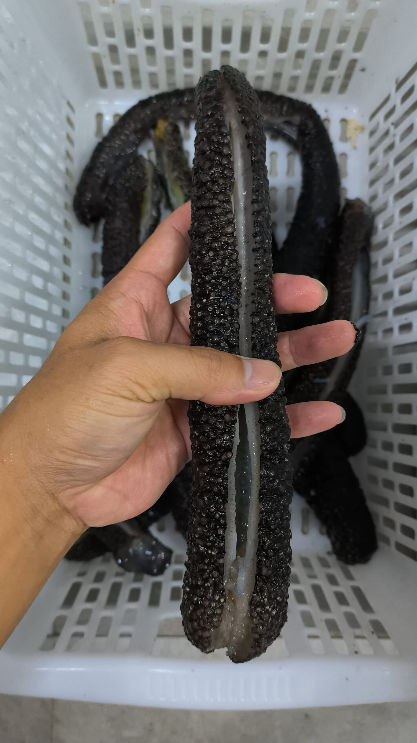 flower_snake_seacucumber