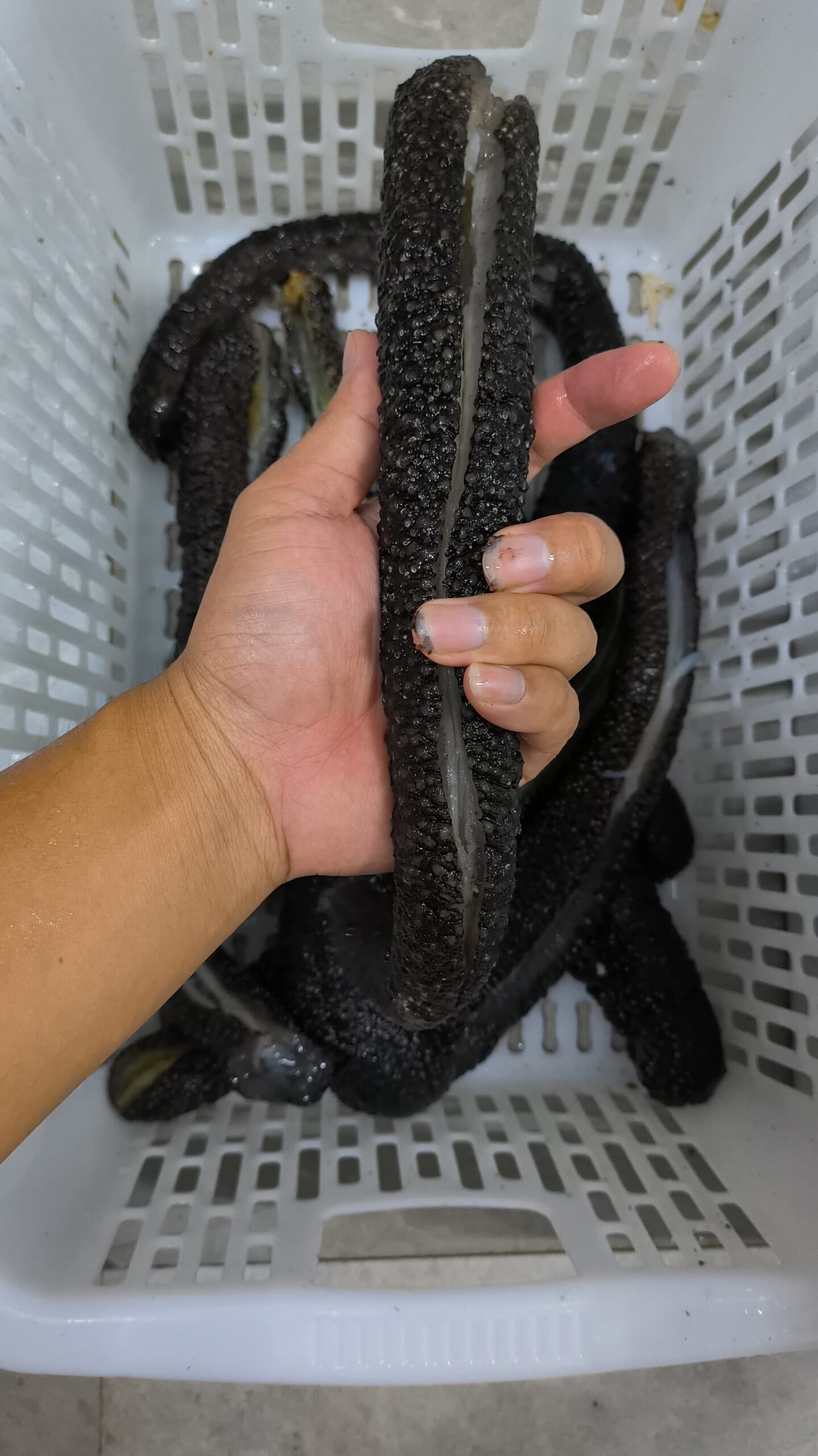 flower_snake_seacucumber