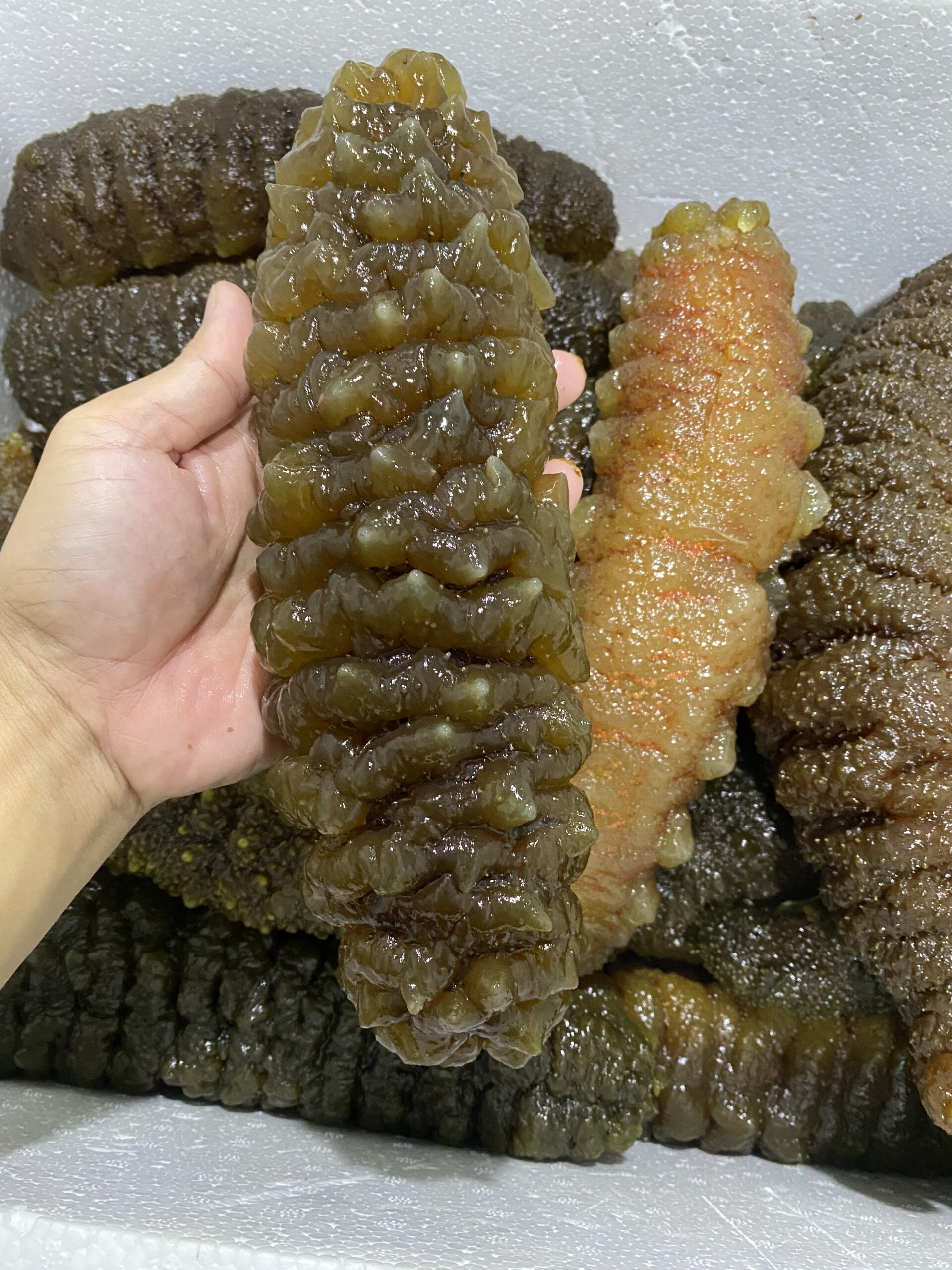  hightquality_southamerican_curryfish
