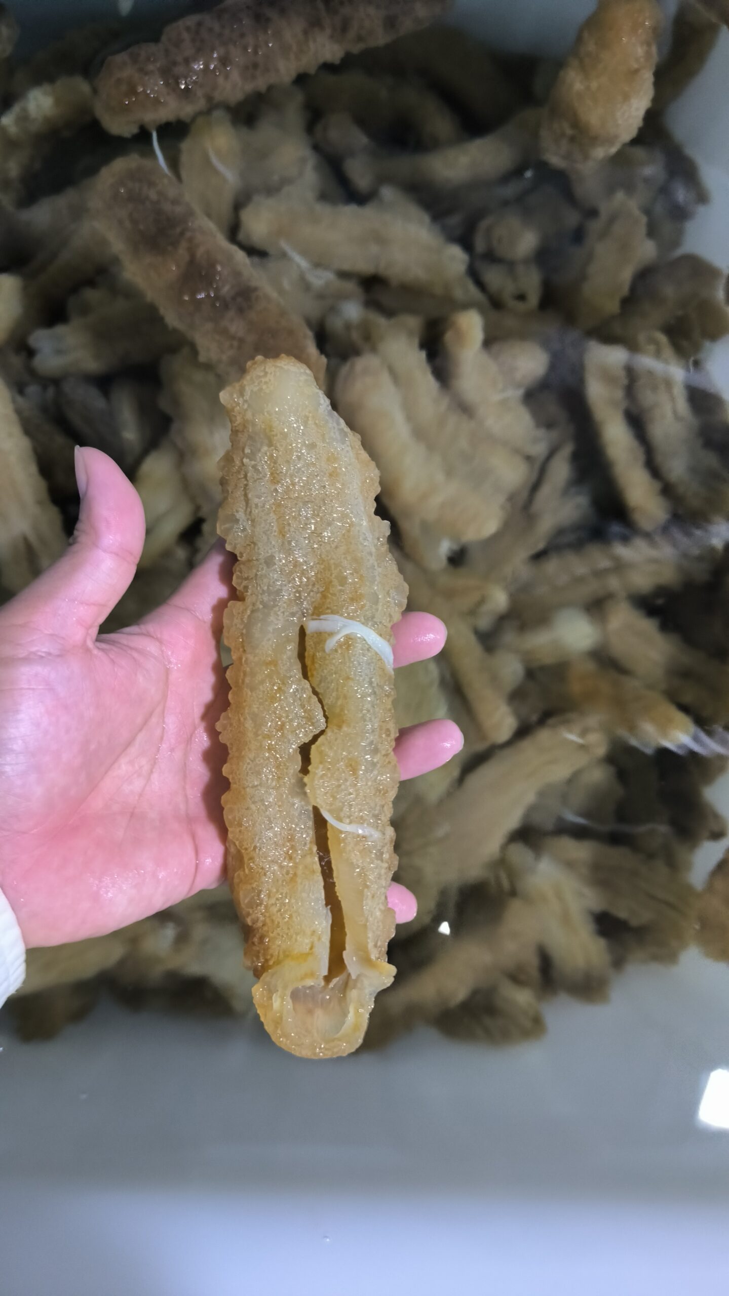 mid_midest_curryfish