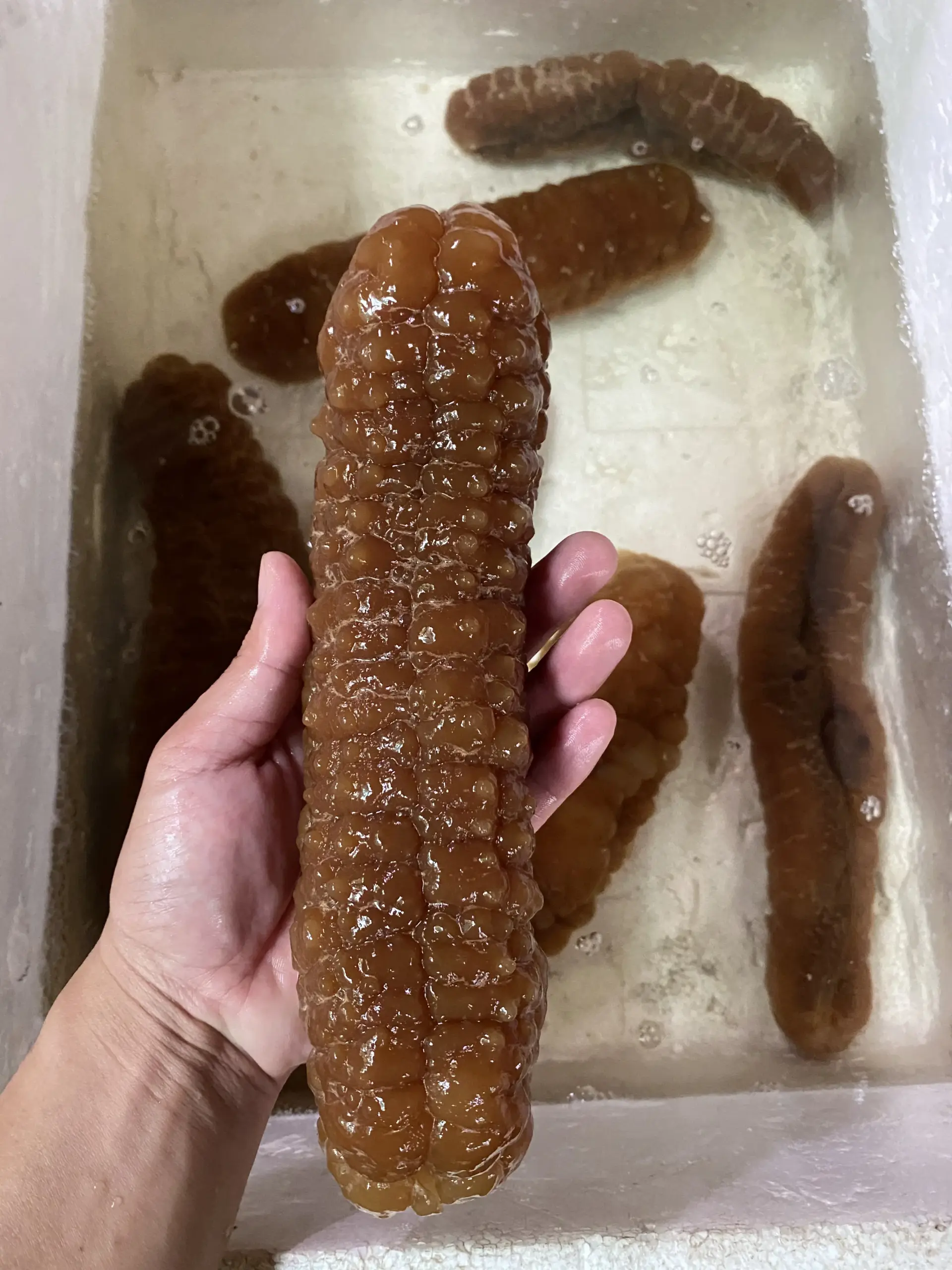  large_Teatcurryfish