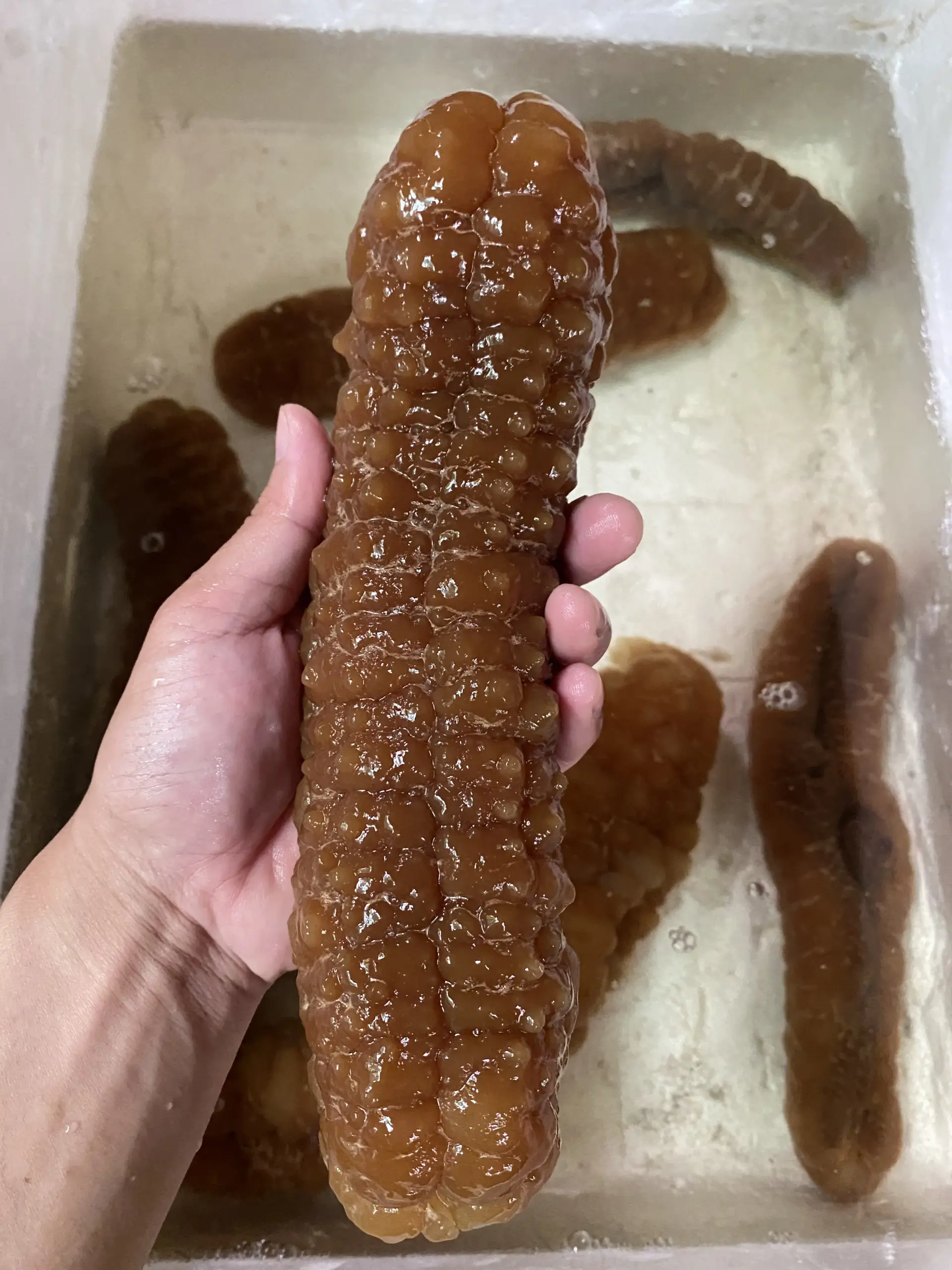 large_Teatcurryfish