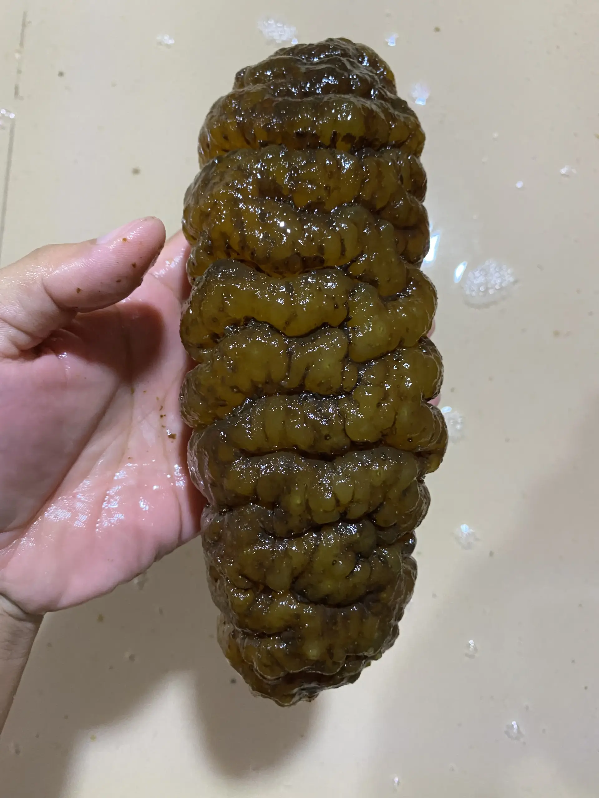  hightquality_southamerican_curryfish