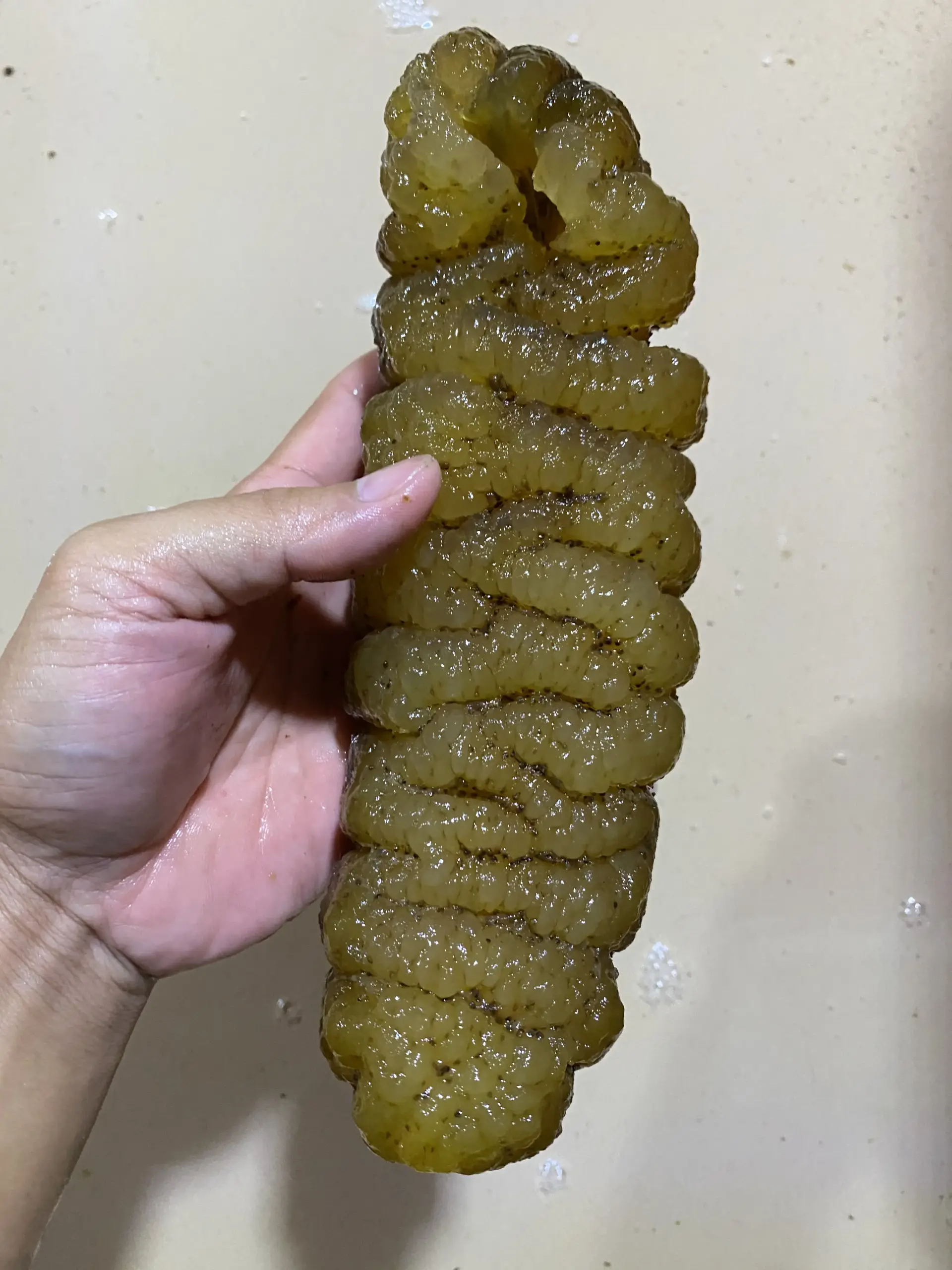  hightquality_southamerican_curryfish
