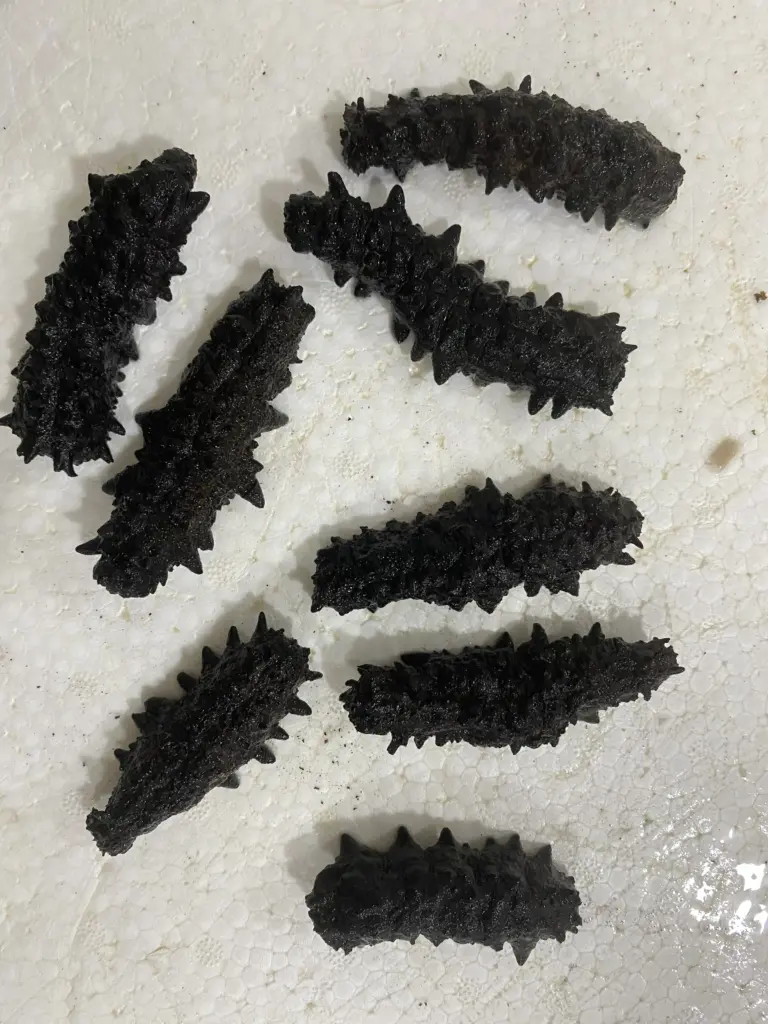 black_spiky_curryfish