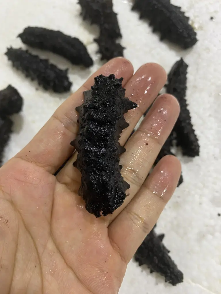 black_spiky_curryfish