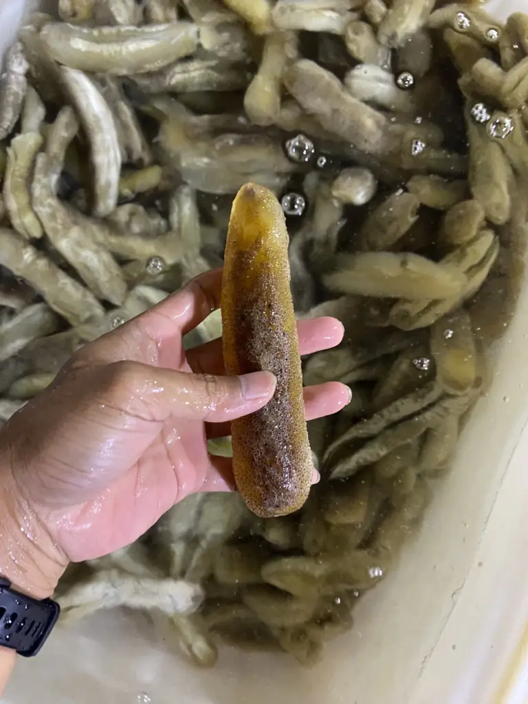 SriLanka_Sandfish_chitiao