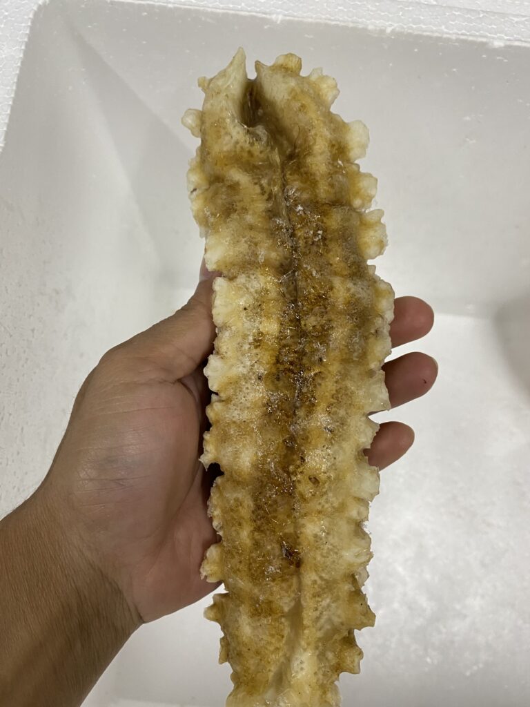  large_spiky_curryfish