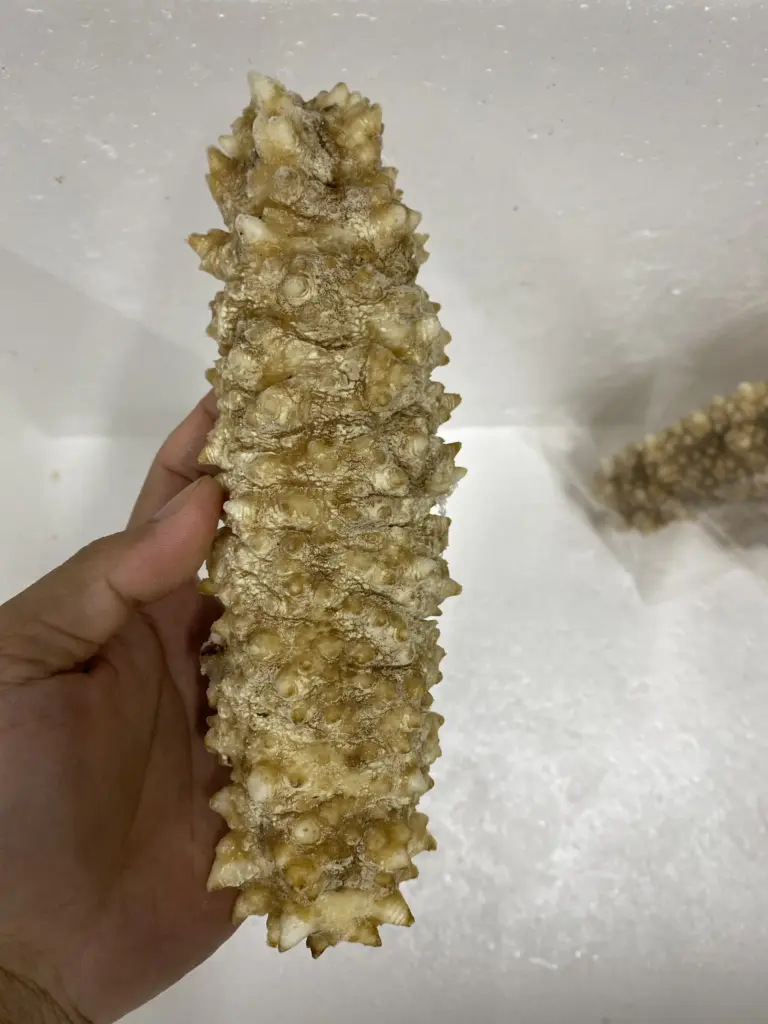  large_spiky_curryfish