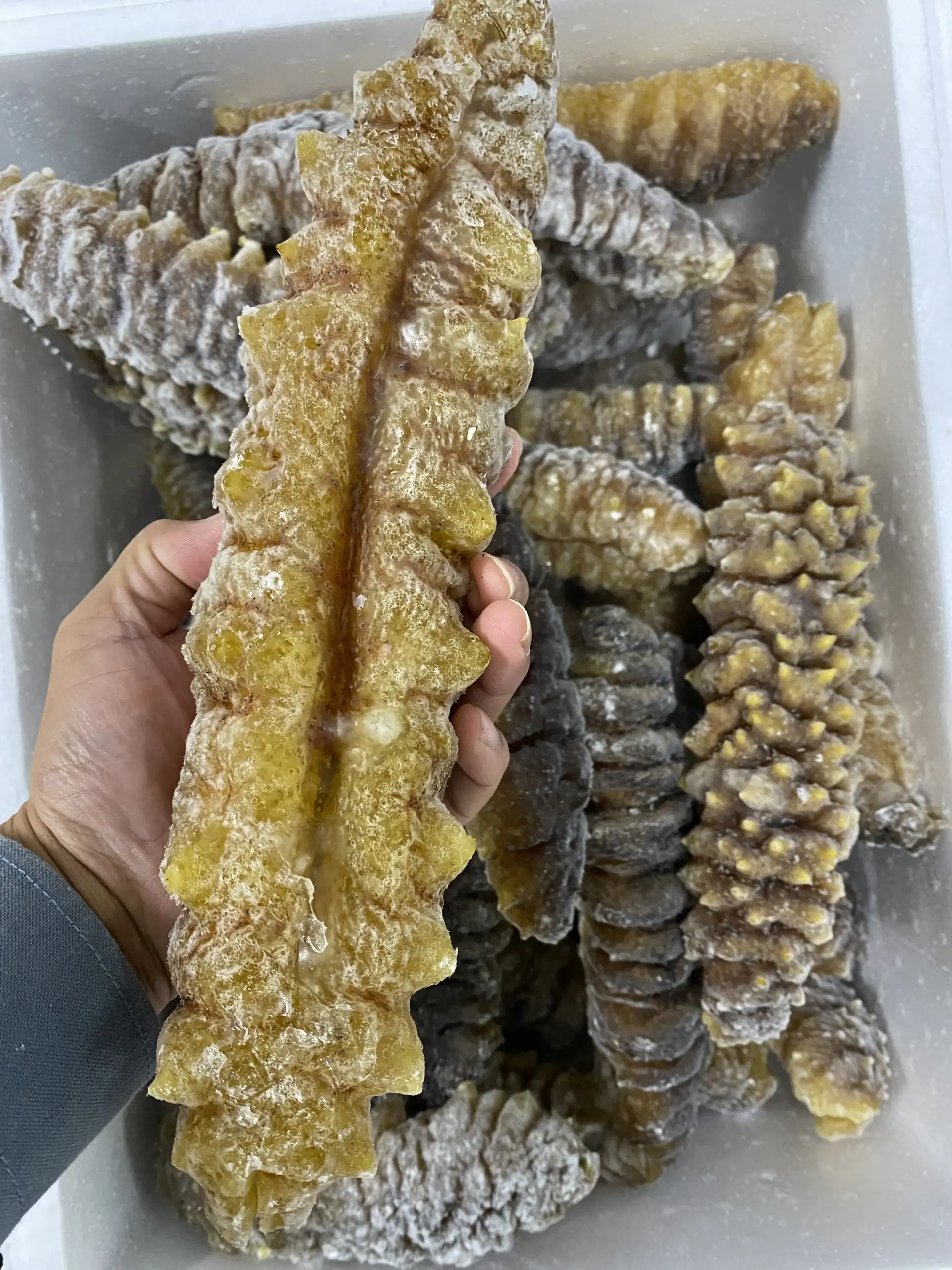  hightquality_southamerican_curryfish